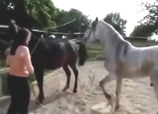 Horse-on-horse fucking with plenty of gape