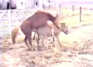 Hung pony fucks a donkey's sensitive asshole