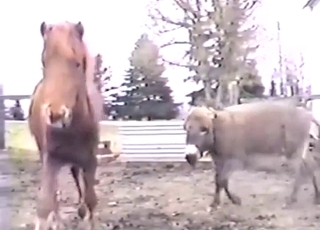 Hung pony fucks a donkey's sensitive asshole