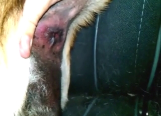 Female mutt is happy to get fucked on camera