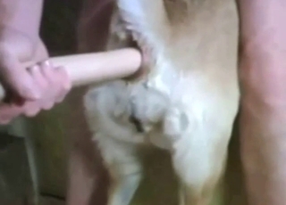 Dog dildo play is a crazy experience, it's great