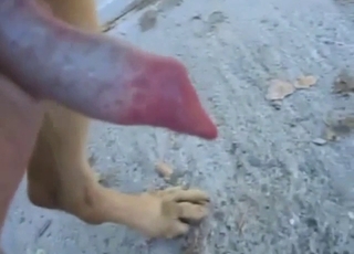 Subtle handjob for a brown dog that looks hot