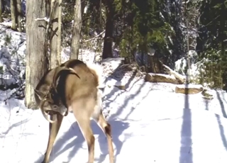 Whitetail buck shows how to suck its own cock