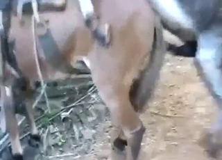Donkey is going to fuck up a mule with passion