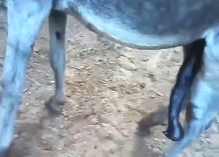 Donkey is going to fuck up a mule with passion