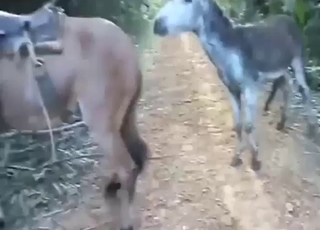 Donkey is going to fuck up a mule with passion