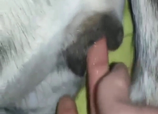 Loud moans for a sexy animal that wants to climax