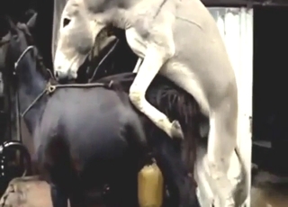 Zoophile porn showing donkey fucking and more
