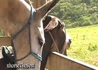 Two big animals just fooling around outside