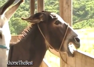 Two big animals just fooling around outside