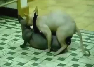 Sphinx cats are so fucking nasty with each other