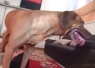 Kinky man is giving a sucky-sucky to his doggo in a close up