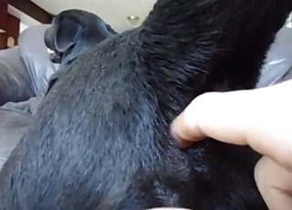 Ebony doggy is enjoying anal stimulation
