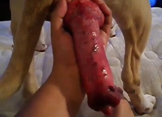 Yam-sized red weenie of a super-sexy young dog