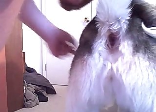 Lustful Husky is enjoying intensive bestiality intercourse action