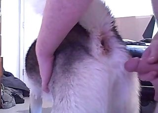 Lustful Husky is enjoying intensive bestiality intercourse action