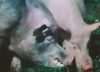 Pigs are fucking nice in doggy style
