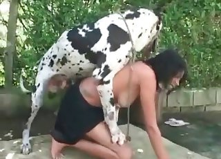 Dalmatian in awesome amateur zoophilia