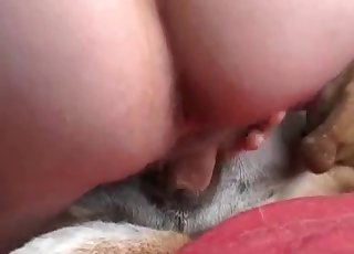 Dude is playing with his doggy's tight anus