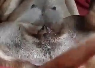 Dude is playing with his doggy's tight anus