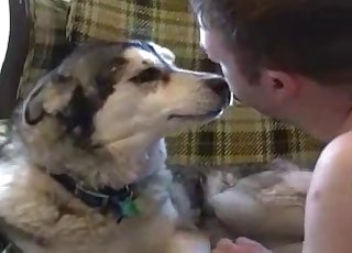 Jerking dog's amazing boner