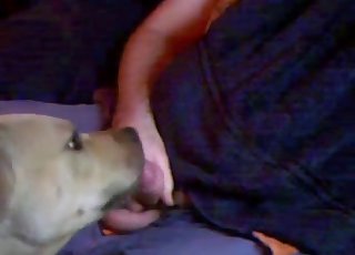 Zoophile is forcing his doggie to give him a blowjob